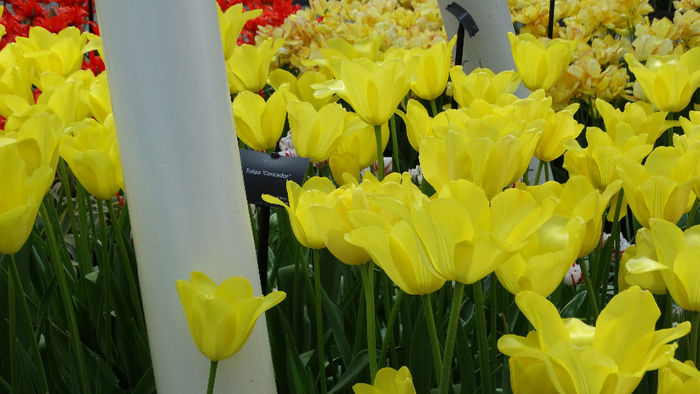 2014_04120695 - Keukenhof 2014 - 2