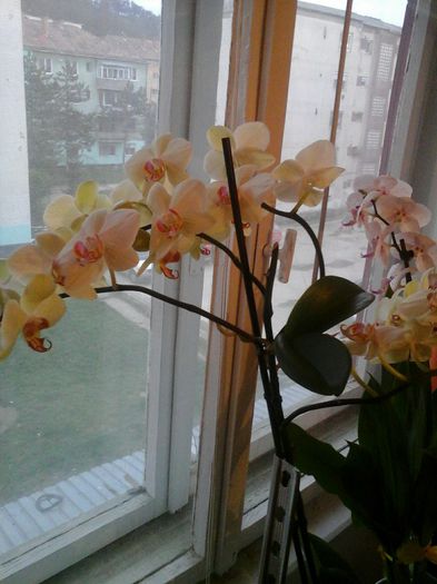 frumoasa cu doi puiuti si 30 de flori:) - orhideele mele