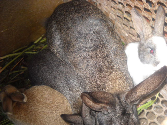 mama cu primi trei iepurasi - ratze lesesti iepuri gat golas