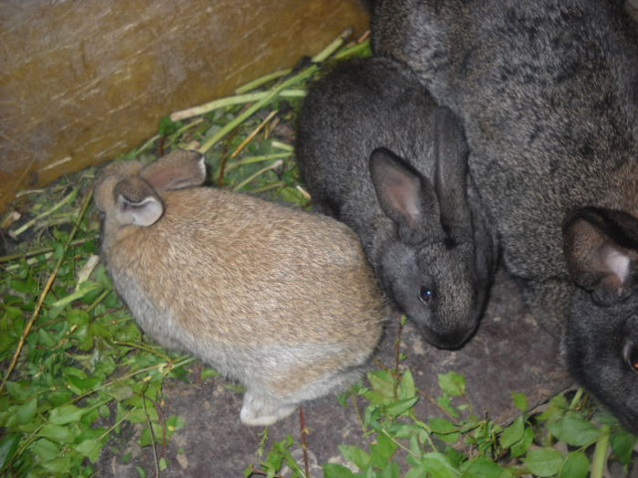 Picture 2732 - ratze lesesti iepuri gat golas