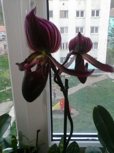 aceeasi paphio cu 2 flori - orhideele mele