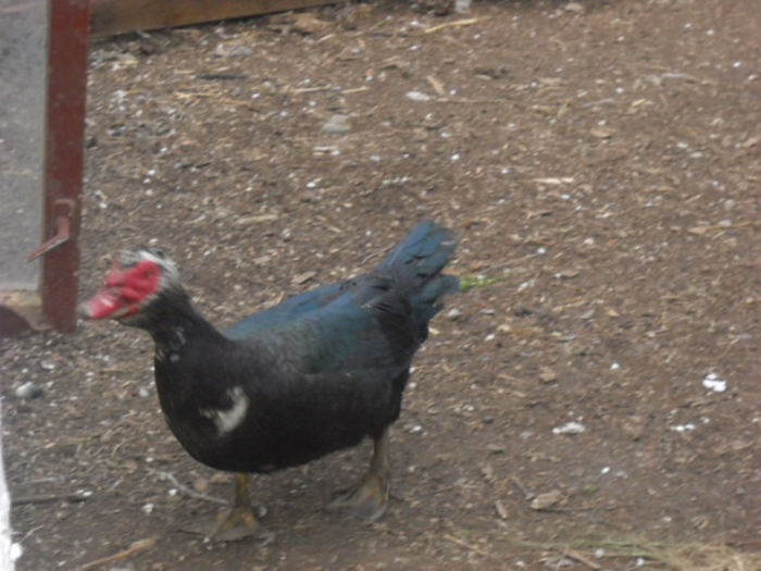 el va fi alesul pentru urmatorul an - ratze lesesti iepuri gat golas