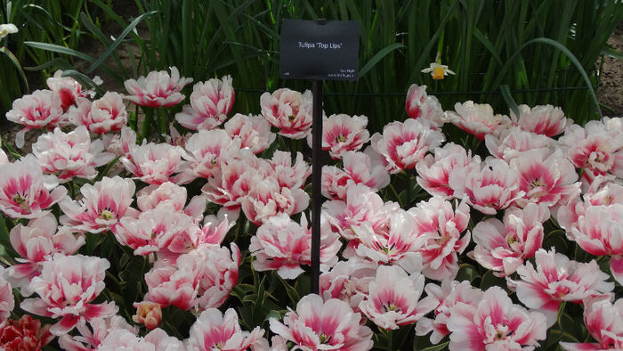 2014_04120718 - Keukenhof 2014 - 2