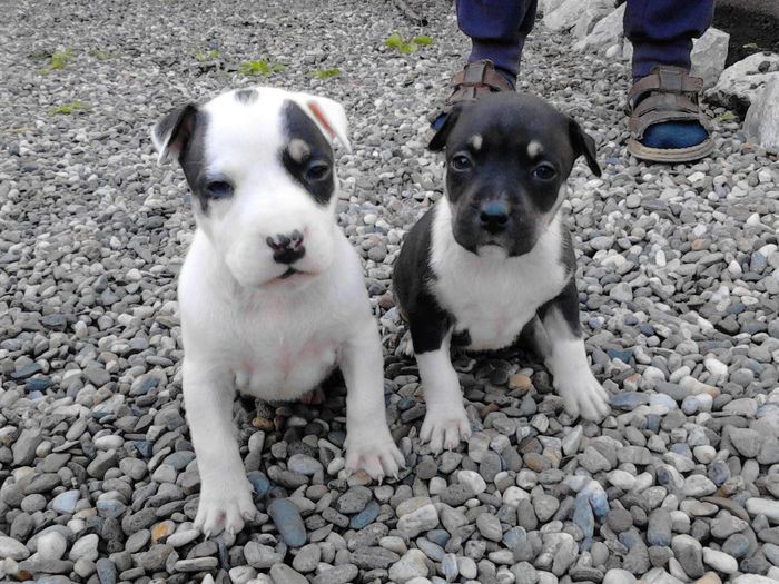 FEMELE 2 & 1 - DE VANZARE PUI PITBULL BLUE NEGRU TRICOLOR- 0742279929 EXPIRAT 1