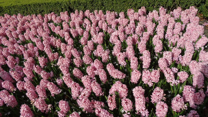 2014_04120790 - Keukenhof 2014 - 2