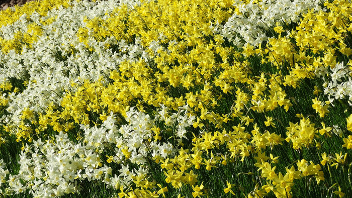 2014_04120801 - Keukenhof 2014 - 2