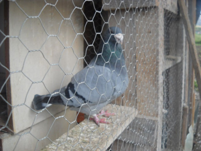 Picture 2746 - PORUMBEI STANDARD DIN 2014 vanduti