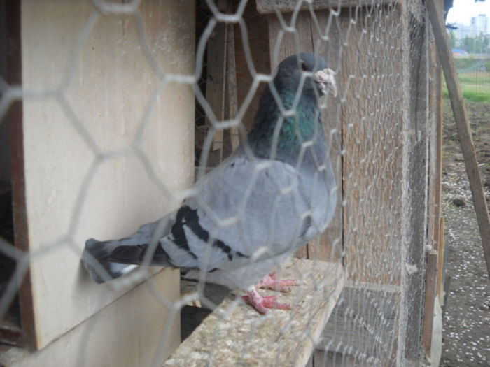 Picture 2747 - PORUMBEI STANDARD DIN 2014 vanduti