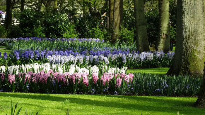 2014_04120826 - Keukenhof 2014 - 2