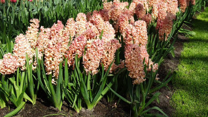 2014_04120866 - Keukenhof 2014 - 2