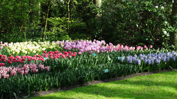 2014_04120874 - Keukenhof 2014 - 2