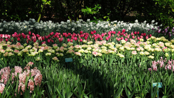 2014_04120875 - Keukenhof 2014 - 2