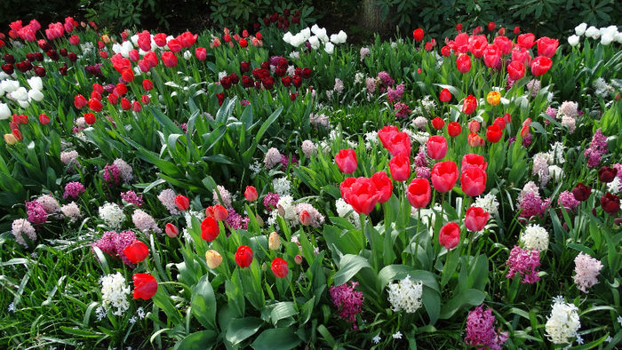 2014_04120898 - Keukenhof 2014 - 2