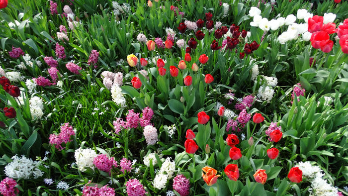 2014_04120899 - Keukenhof 2014 - 2