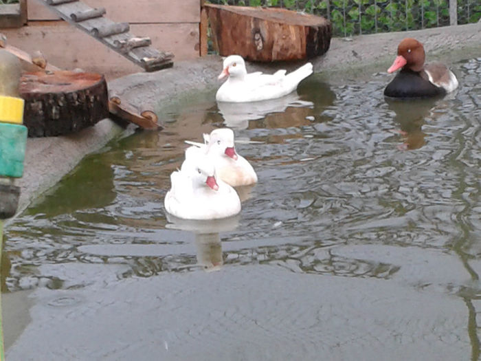 20140413_191805 - Rate Mandarine Albe