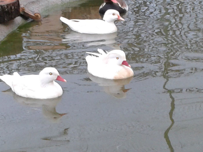 20140413_191809 - Rate Mandarine Albe