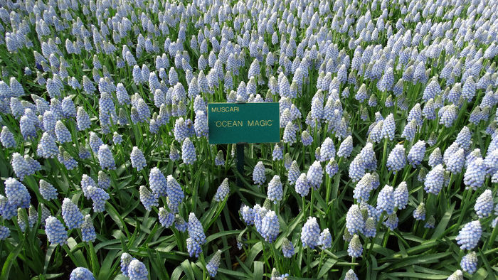 2014_04120911 - Keukenhof 2014 - 2