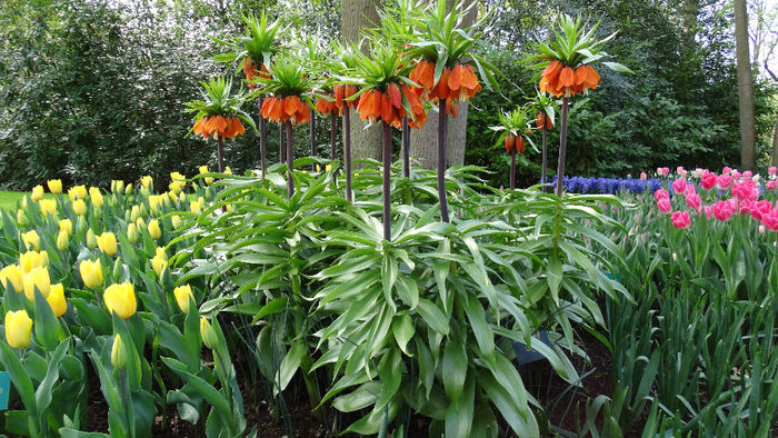 2014_04120924 - Keukenhof 2014 - 2