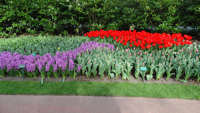 2014_04120926 - Keukenhof 2014 - 2