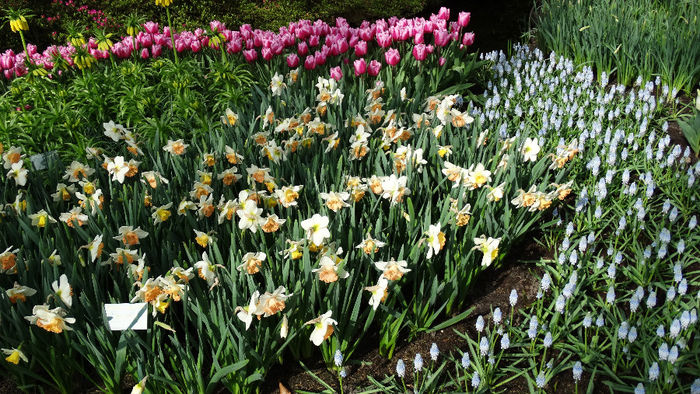 2014_04120928 - Keukenhof 2014 - 2