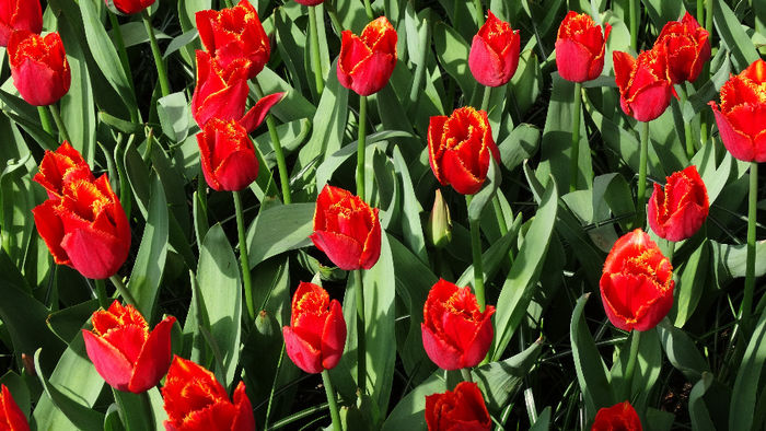 2014_04120958 - Keukenhof 2014 - 2