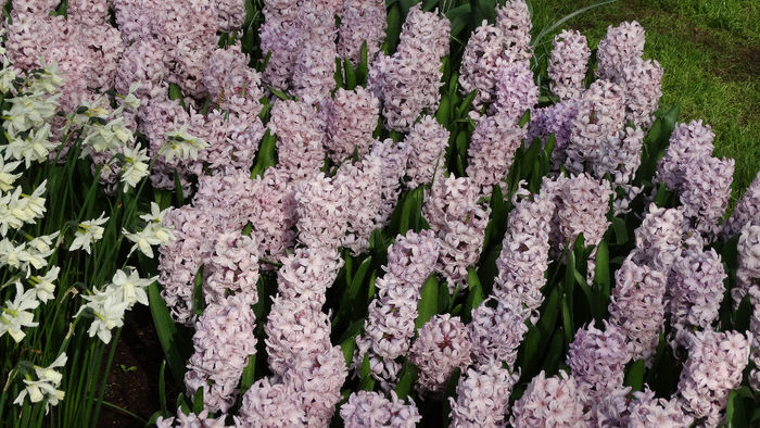 2014_04120959 - Keukenhof 2014 - 2