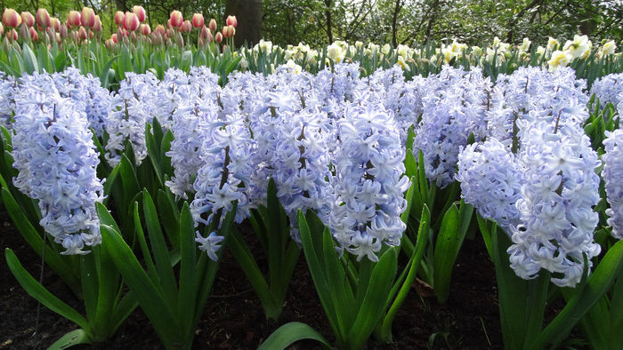 2014_04120961 - Keukenhof 2014 - 2