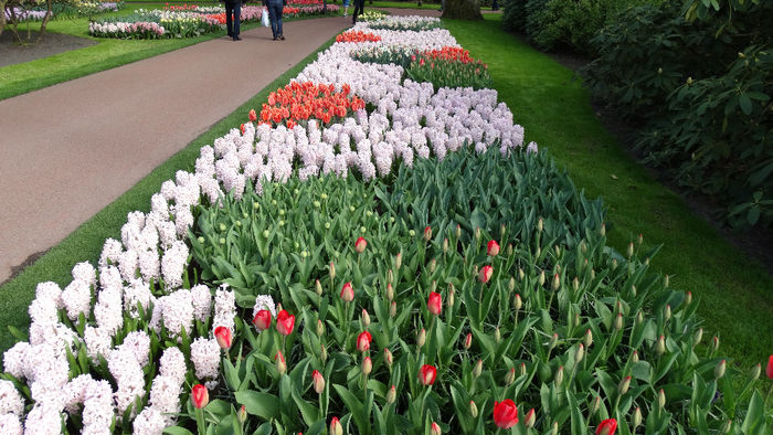 2014_04120984 - Keukenhof 2014 - 2