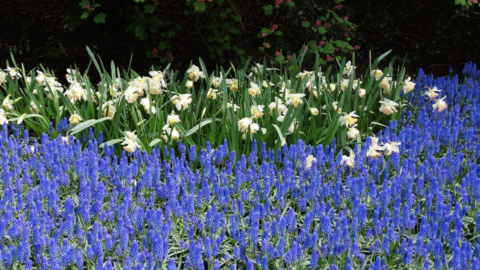2014_04120995 - Keukenhof 2014 - 2
