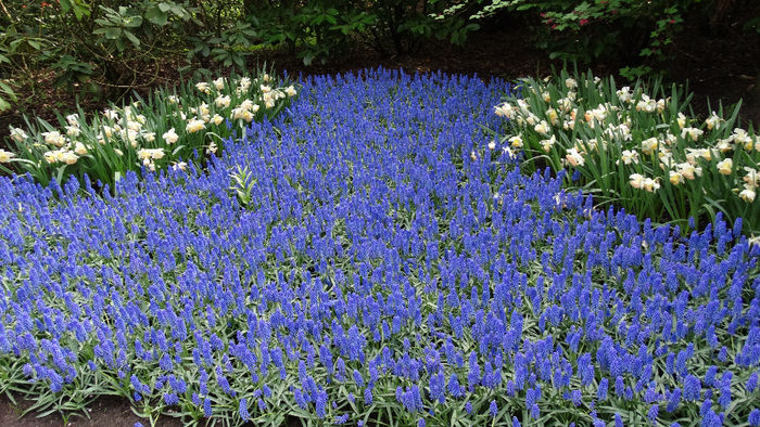 2014_04121004 - Keukenhof 2014 - 2