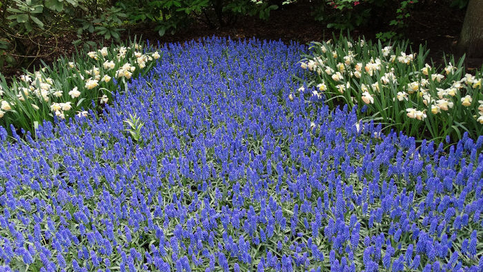2014_04121005 - Keukenhof 2014 - 2