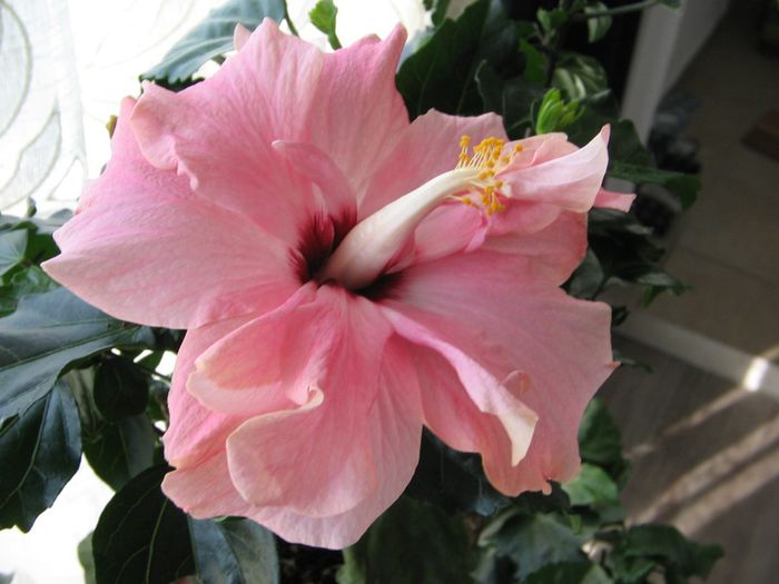 IMG_0622 - Hibiscus 1