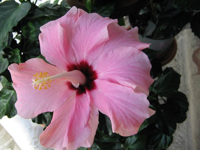 IMG_0623 - Hibiscus 1