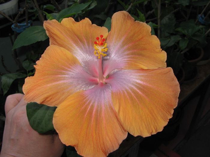 IMG_0626 - Hibiscus 1