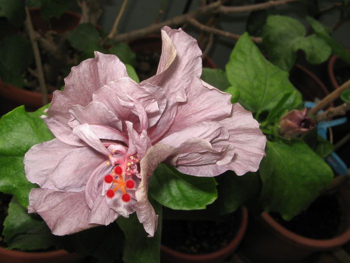 IMG_0640 - Hibiscus 1