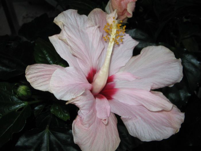 IMG_0641 - Hibiscus 1