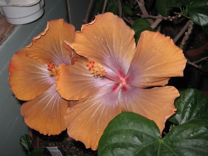 IMG_0647 - Hibiscus 1