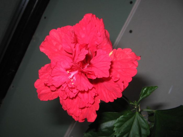 IMG_0650 - Hibiscus 1