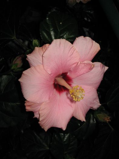 IMG_0651 - Hibiscus 1