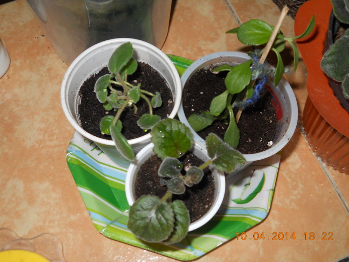 si un Kalanchoe lacinata - APRILIE 2014