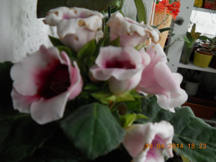 gloxinia - APRILIE 2014