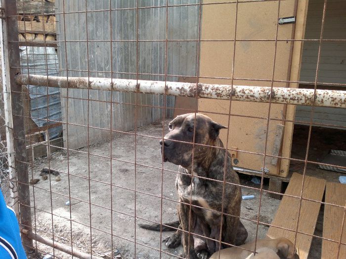 Mama lui Herra - Achizitie Paza Noua Presa Canario