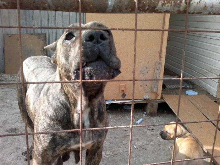 Mama lui Herra - Achizitie Paza Noua Presa Canario