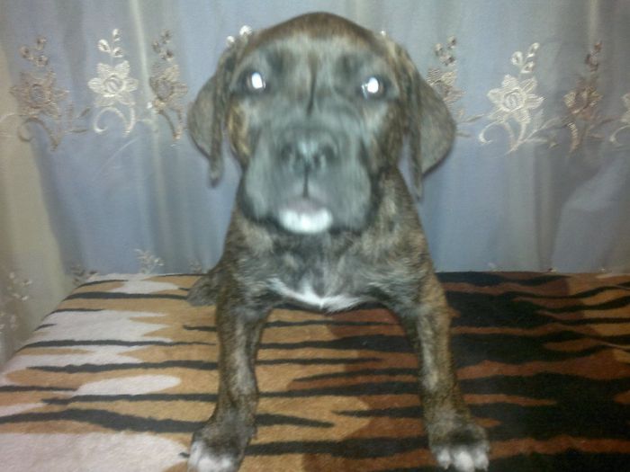 Herra la 8 saptamani - Achizitie Paza Noua Presa Canario