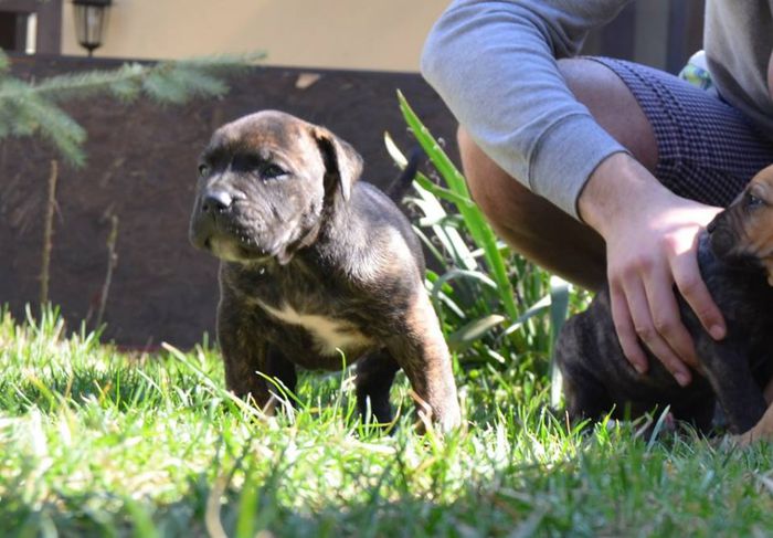 Herra la 4 saptamani - Achizitie Paza Noua Presa Canario