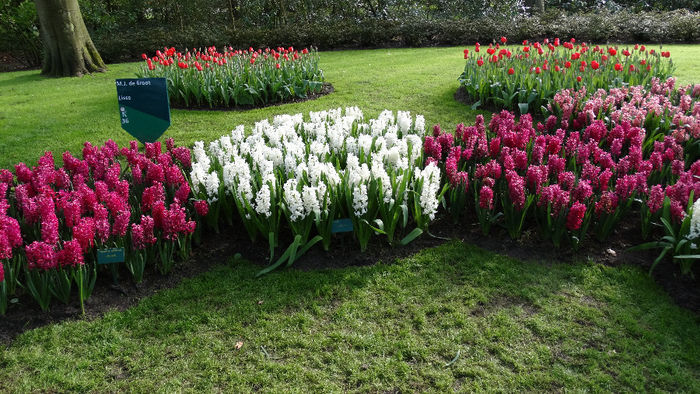 2014_04121039 - Keukenhof 2014 - 3