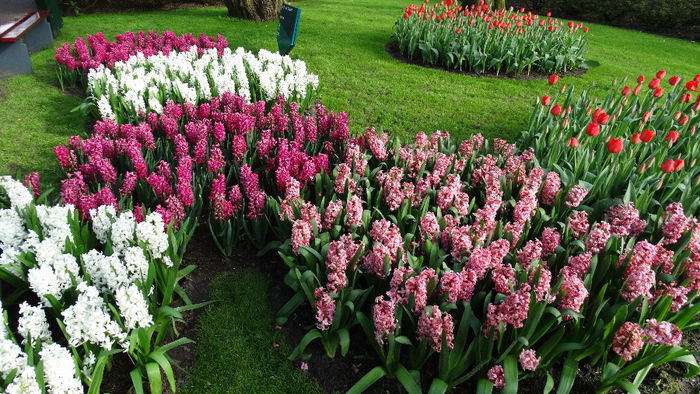 2014_04121040 - Keukenhof 2014 - 3