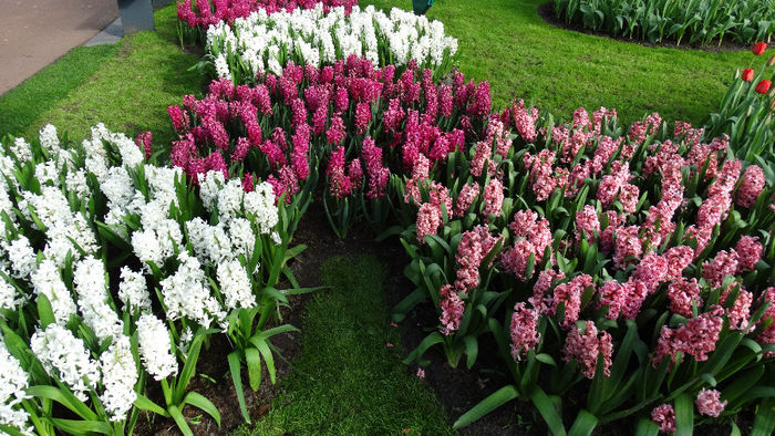 2014_04121041 - Keukenhof 2014 - 3