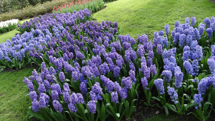 2014_04121046 - Keukenhof 2014 - 3