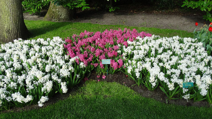 2014_04121049 - Keukenhof 2014 - 3